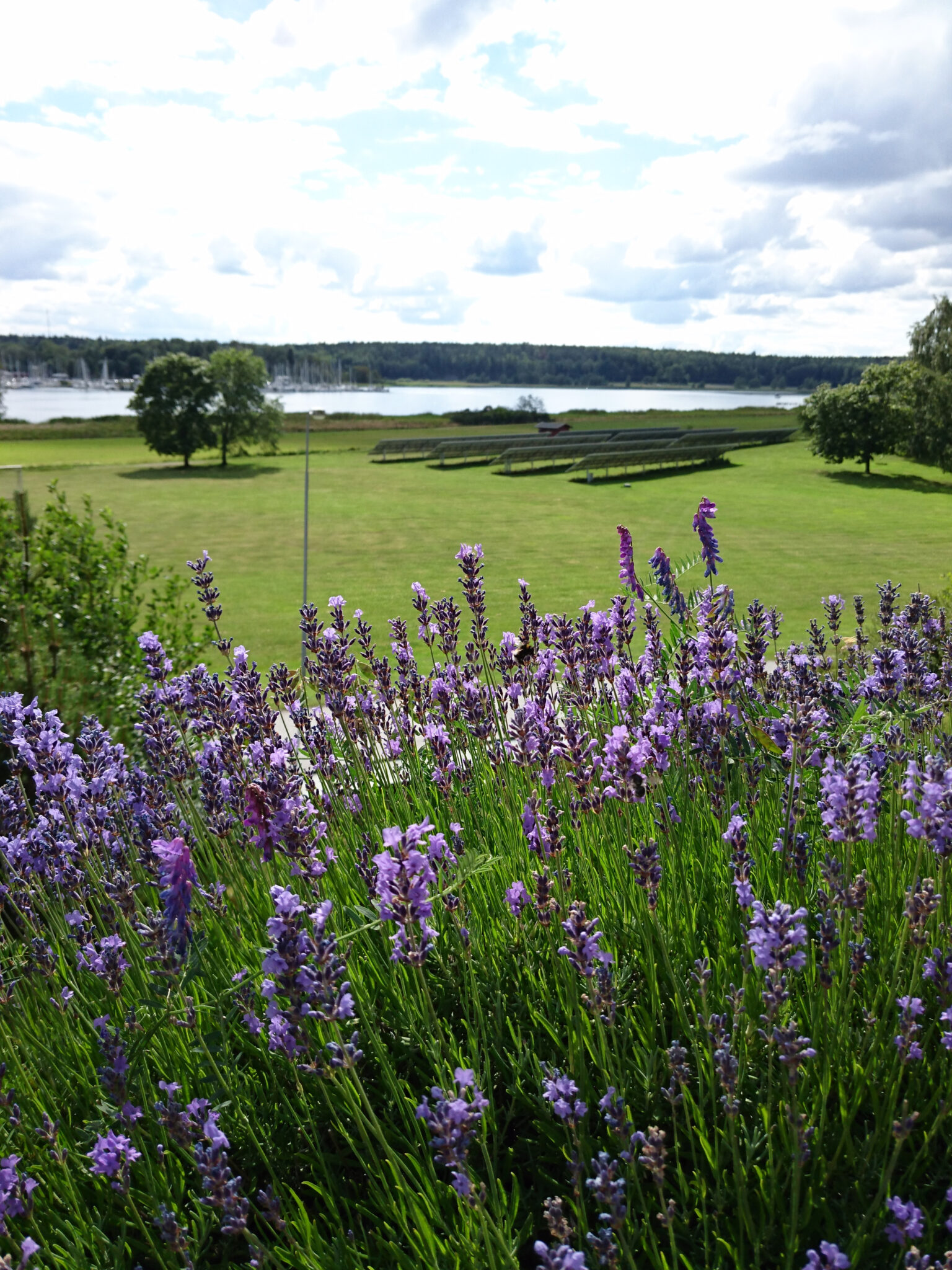 Lavendel