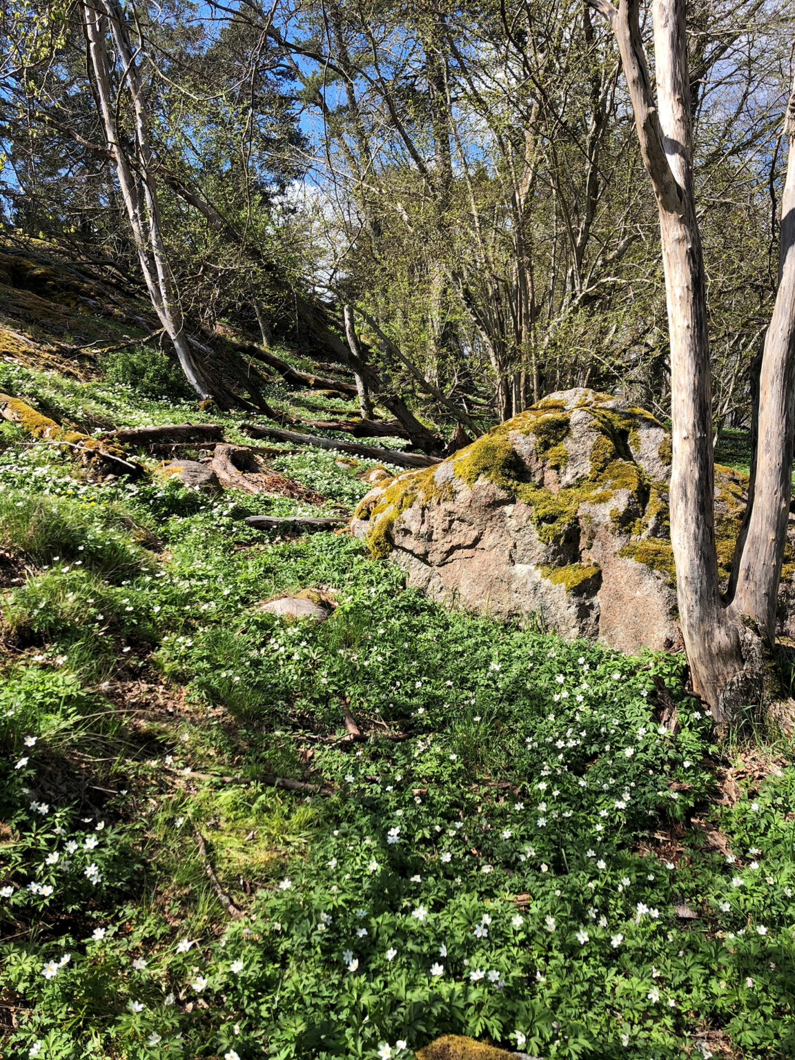 Vårblommor på Näsudden