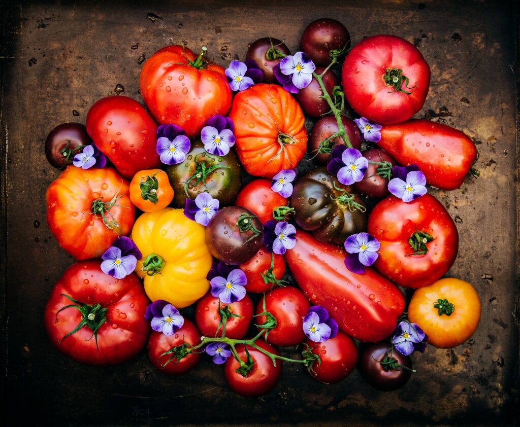 tomatervioler-liggande