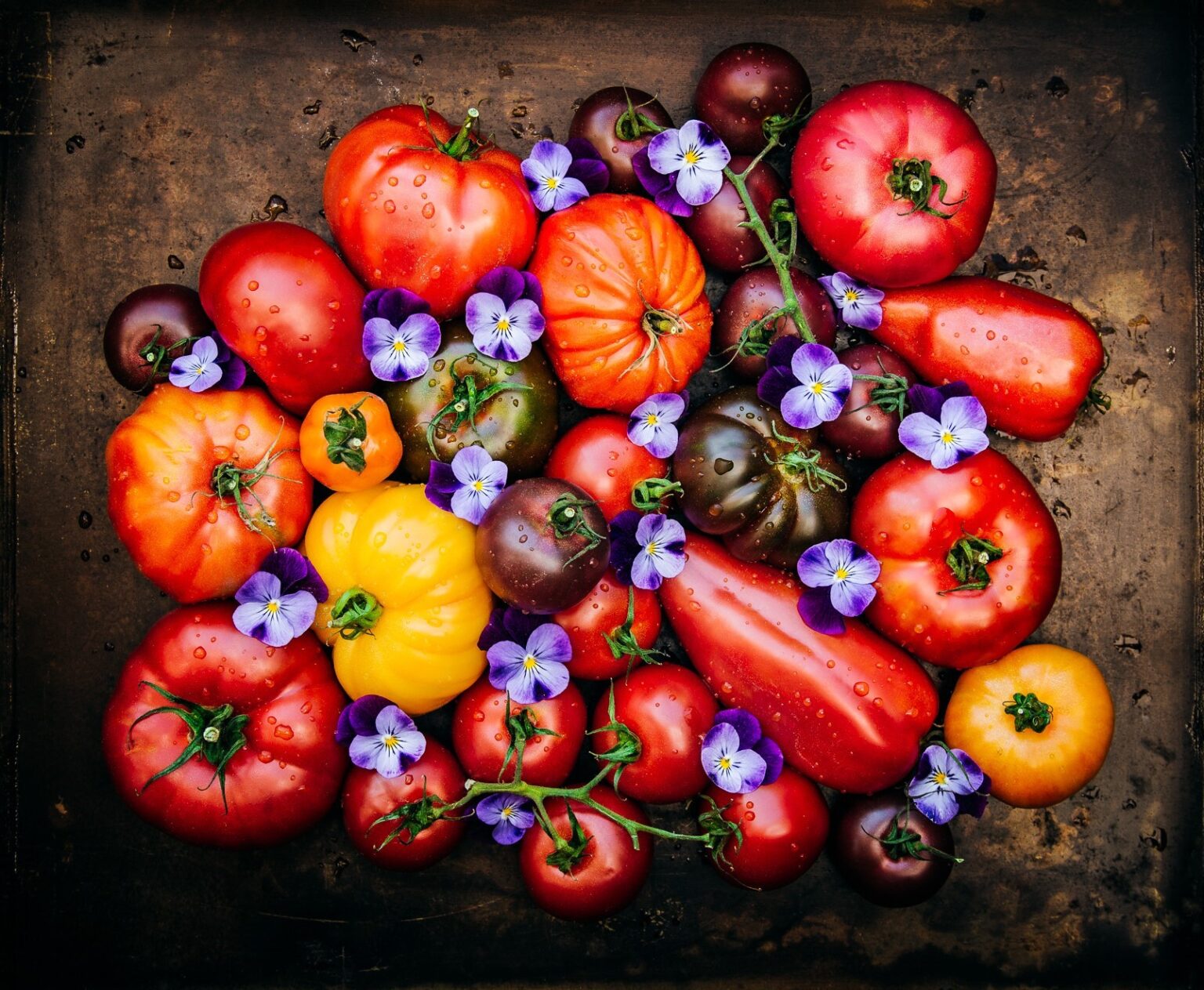 Fotokonst tomater violer Annelie Andersson